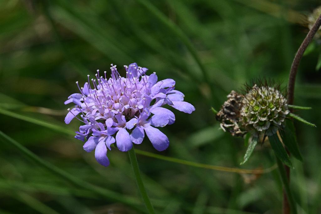 2025-08039845 Tower Hill Botanic Garden, MA.JPG - Pincushion Flower. New England Botanic Garden at Tower Hill, MA, 8-3-2025